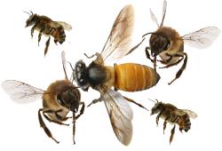 Bee Removal Long Island | Long Island | New York | Bees | Honeybee | Honey Bee | Nests | Hive | Save | Remove