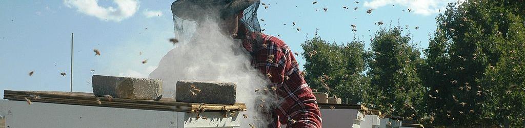 Bee Removal Long Island | Bees | Hornets | Wasps | New York