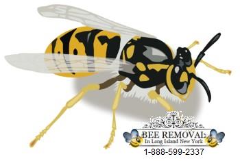Bee Removal Long Island | Bees | Yellowjacket | Yellow Jacket | Wasp | Hive | Nest | New York | Remove | Nassau County